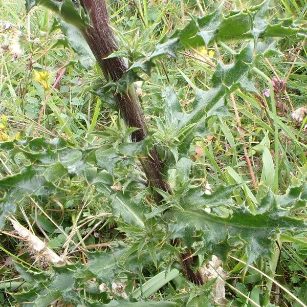 Carlina vulgaris Lehti