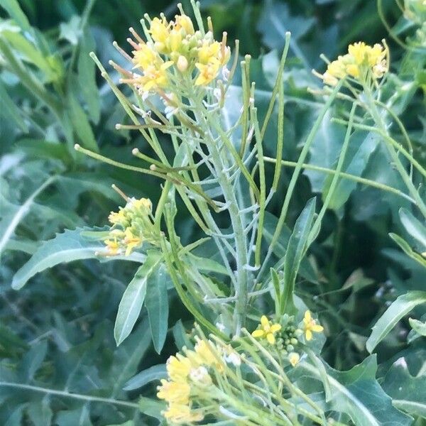 Sisymbrium irio Flower