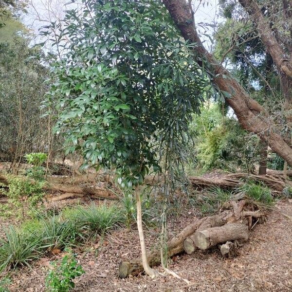 Pseudopanax lessonii आदत