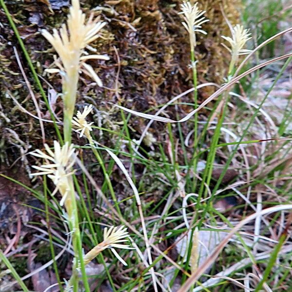 Carex caryophyllea Hábitos