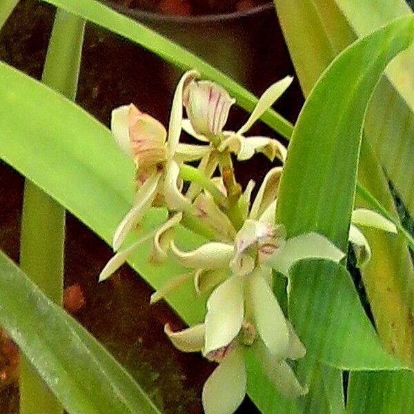 Prosthechea fragrans Flor