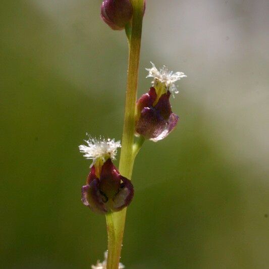 Triglochin palustris ᱵᱟᱦᱟ