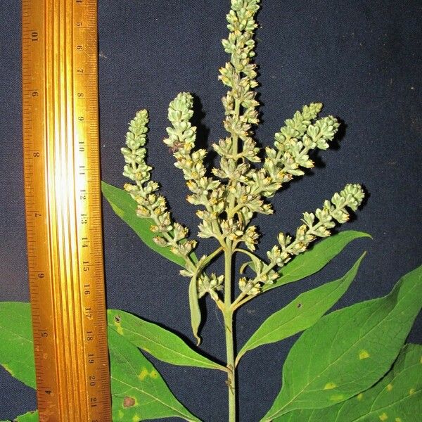 Buddleja americana Other