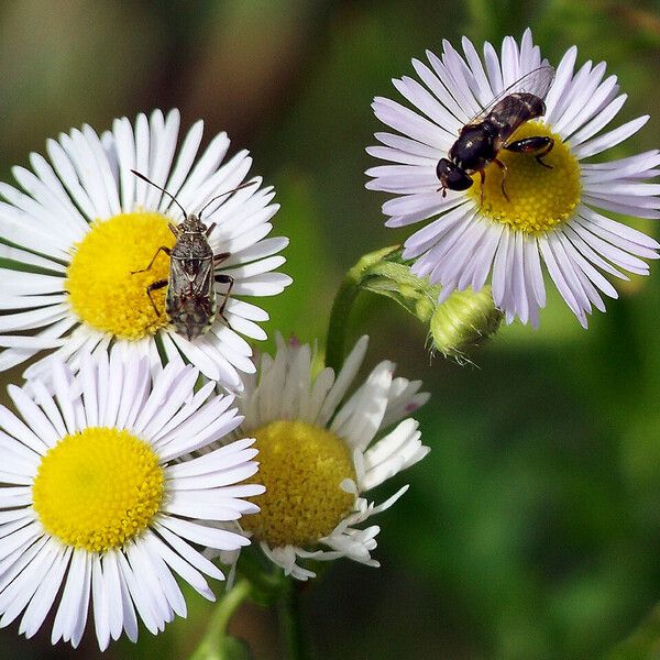 Erigeron annuus Virág