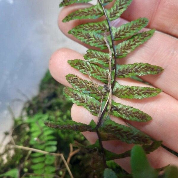 Asplenium platyneuron Fulla