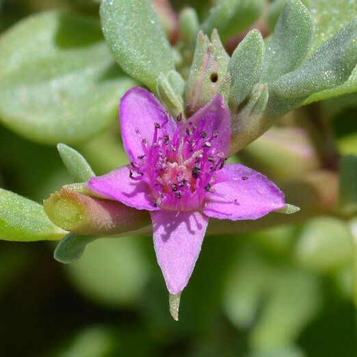 Sesuvium revolutifolium Fiore