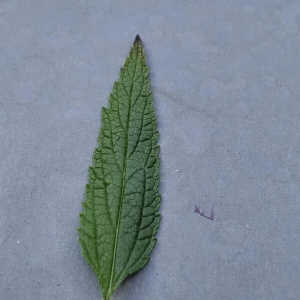 Verbena hastata 葉