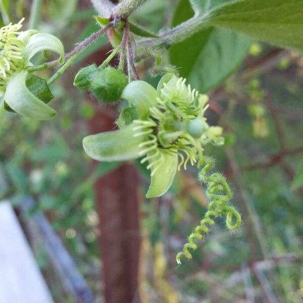 Passiflora suberosa Kvet