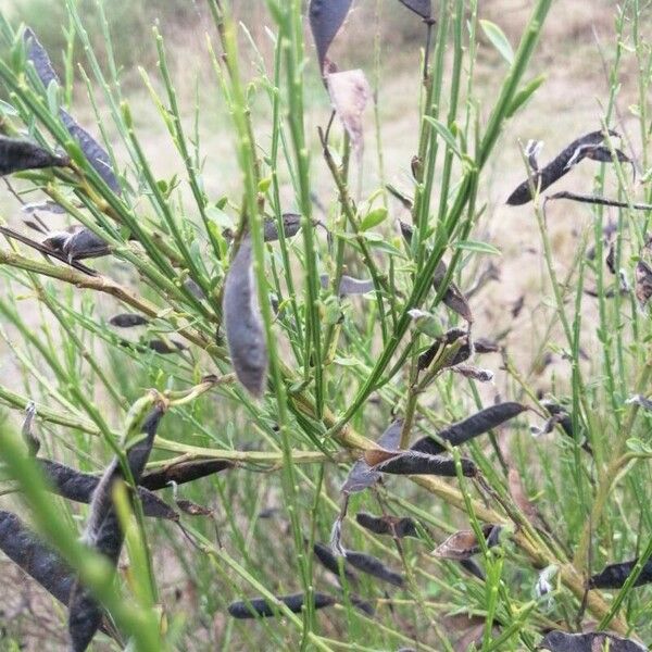 Cytisus scoparius Fruchs