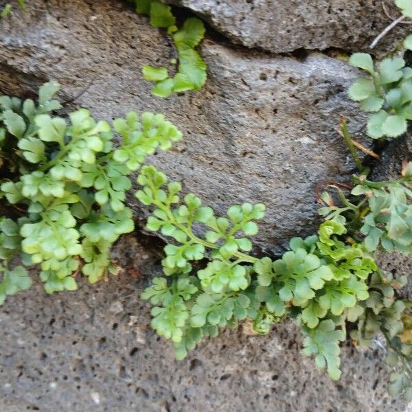 Asplenium ruta-muraria List