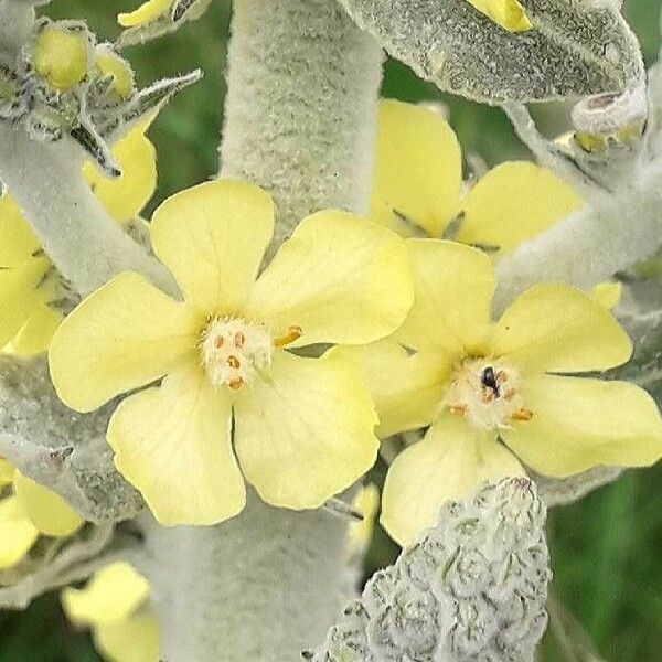 Verbascum pulverulentum Kukka