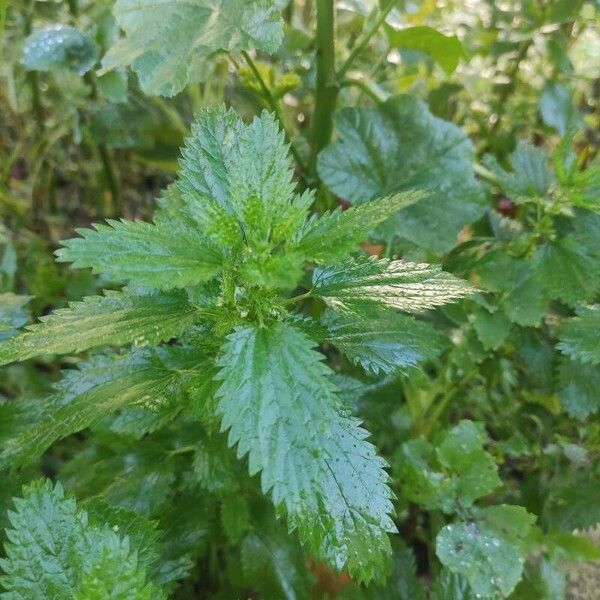 Urtica urens Yaprak