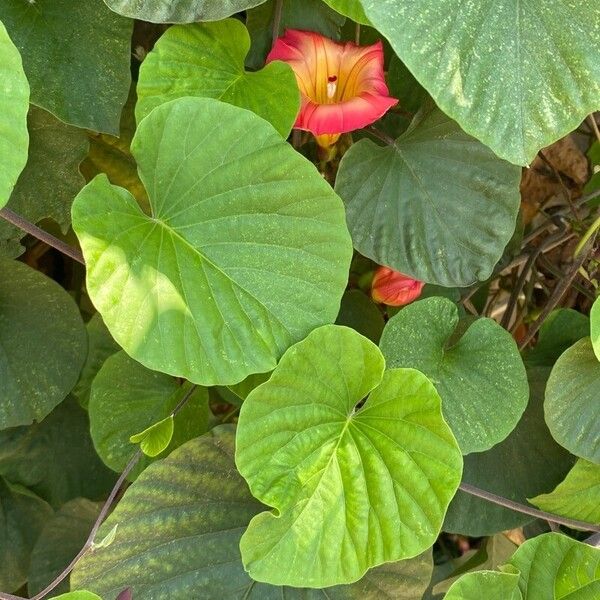 Stictocardia tiliifolia Lapas