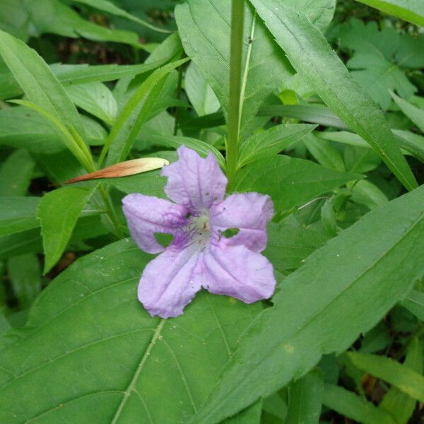 Ruellia strepens Flower