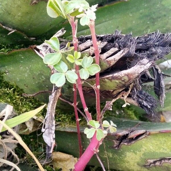 Oxalis tuberosa Leaf