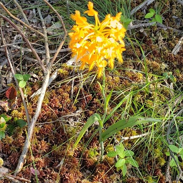 Platanthera ciliaris Flower