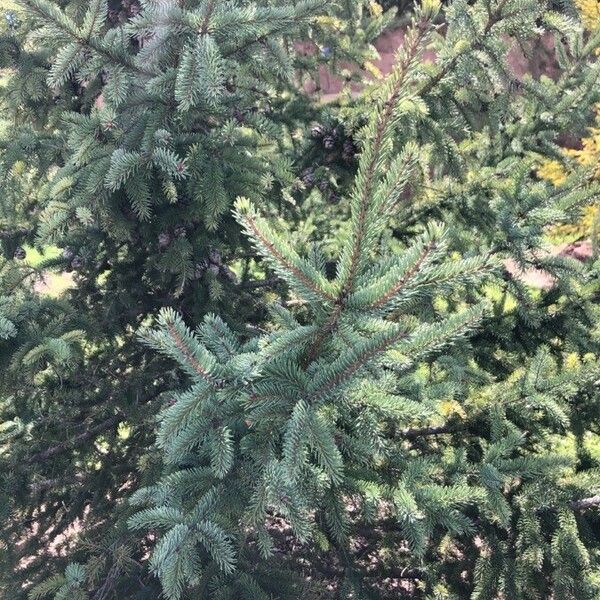 Picea mariana পাতা