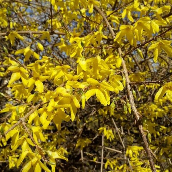 Forsythia suspensa Flower