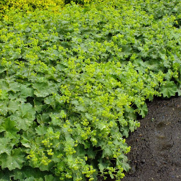 Alchemilla xanthochlora Συνήθη χαρακτηριστικά