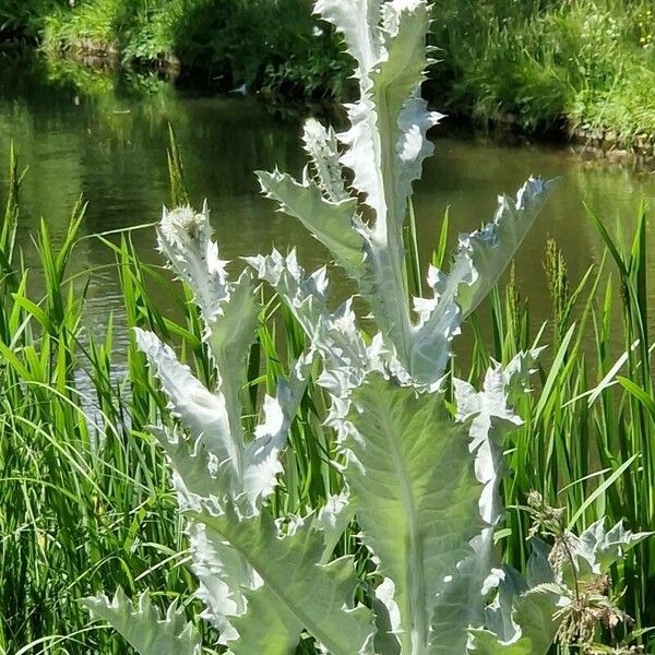 Onopordum acanthium Folha