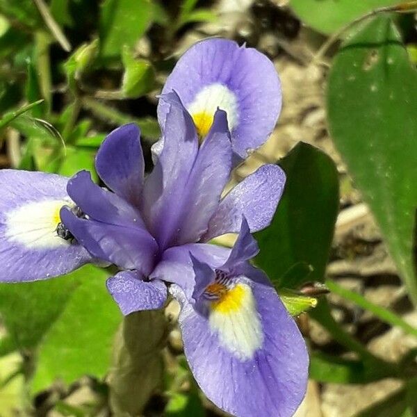 Moraea sisyrinchium Bloem