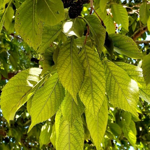 Alnus japonica Hostoa