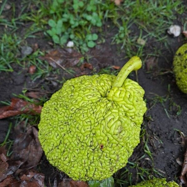 Maclura pomifera Fruit