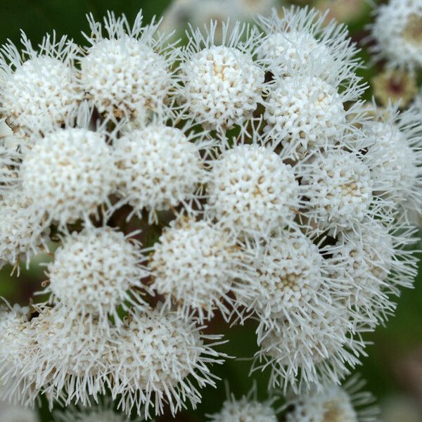 Ageratina adenophora Flor