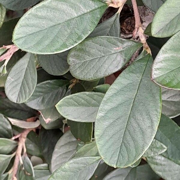 Cotoneaster coriaceus Lapas