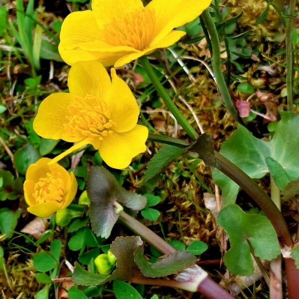 Caltha palustris 花