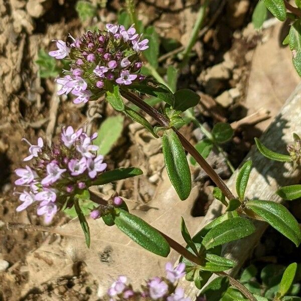 Thymus longicaulis Blomma