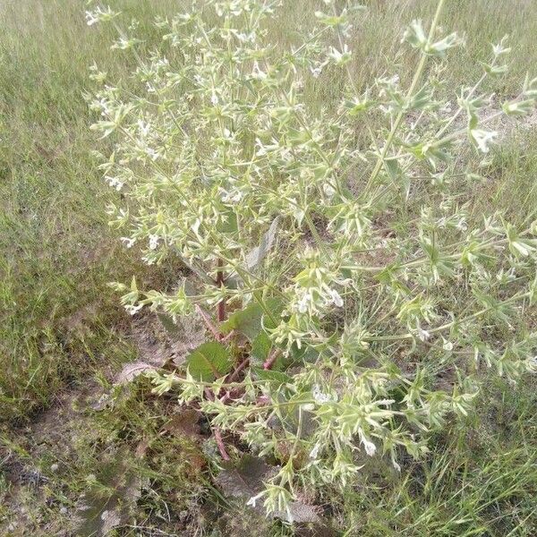 Salvia spinosa Цвят