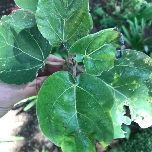 Ficus sycomorus برگ