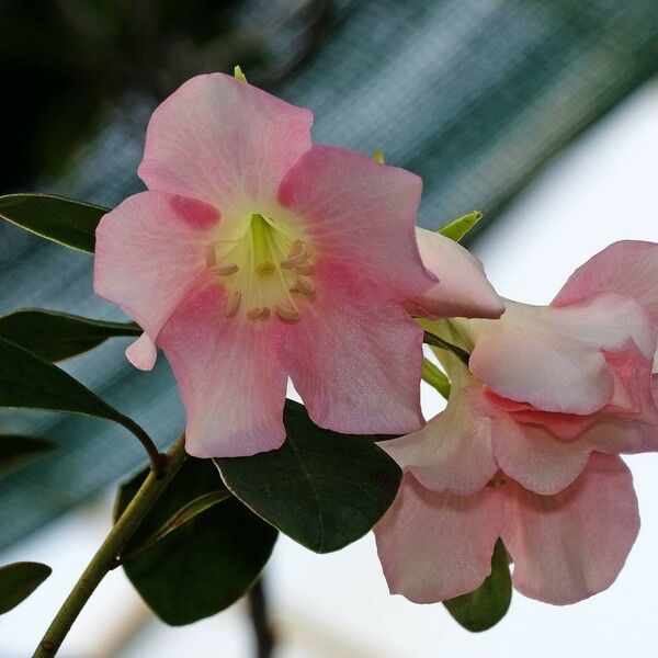 Rhododendron madulidii Квітка