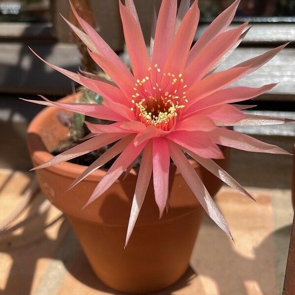 Echinopsis spp. Floare