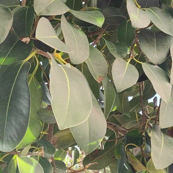 Ficus rubiginosa Folla