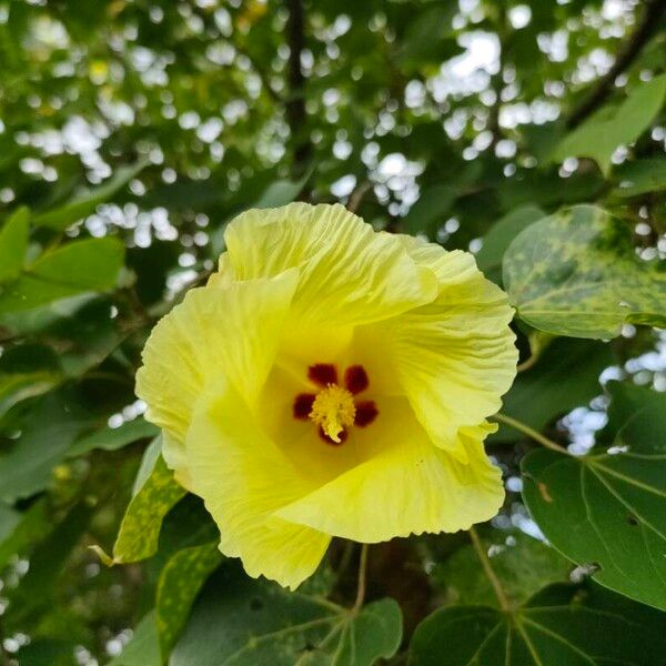 Thespesia populnea Flower