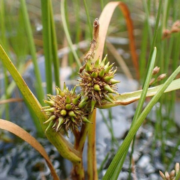 Sparganium angustifolium Frukt