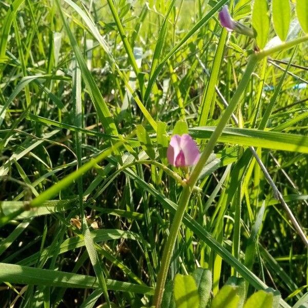 Vicia sativa Flower