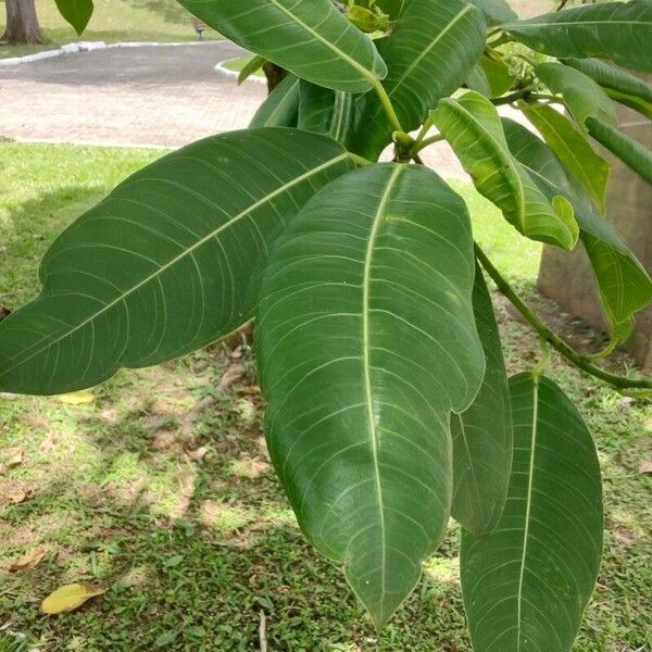 Ficus insipida Ліст