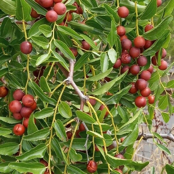 Ziziphus jujuba Fruit