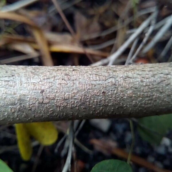 Bauhinia galpinii Bark