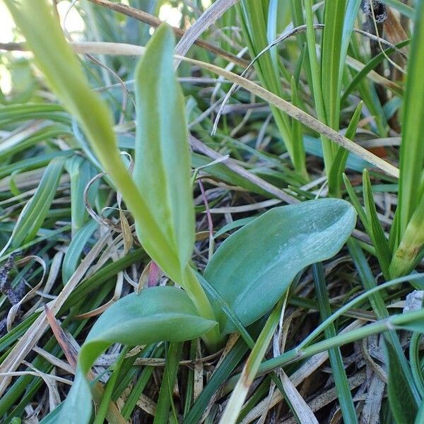 Dactylorhiza viridis Écorce