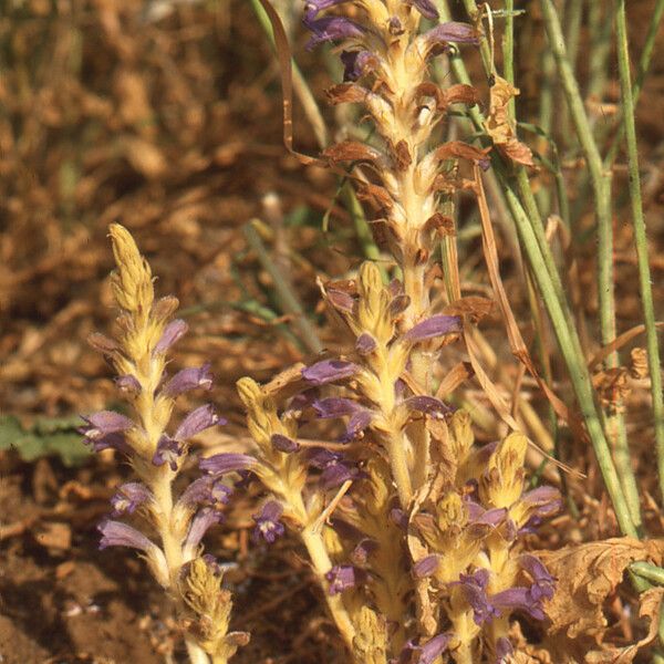 Orobanche mutelii ᱵᱟᱦᱟ