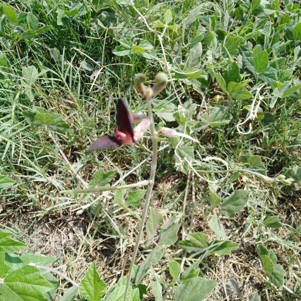 Macroptilium atropurpureum Flor