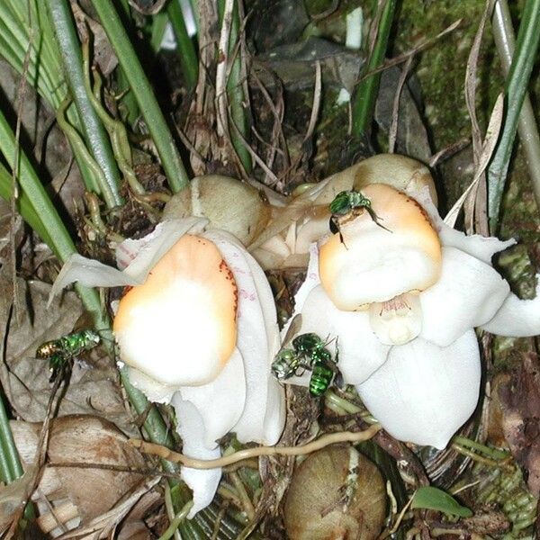 Stanhopea ecornuta Flor