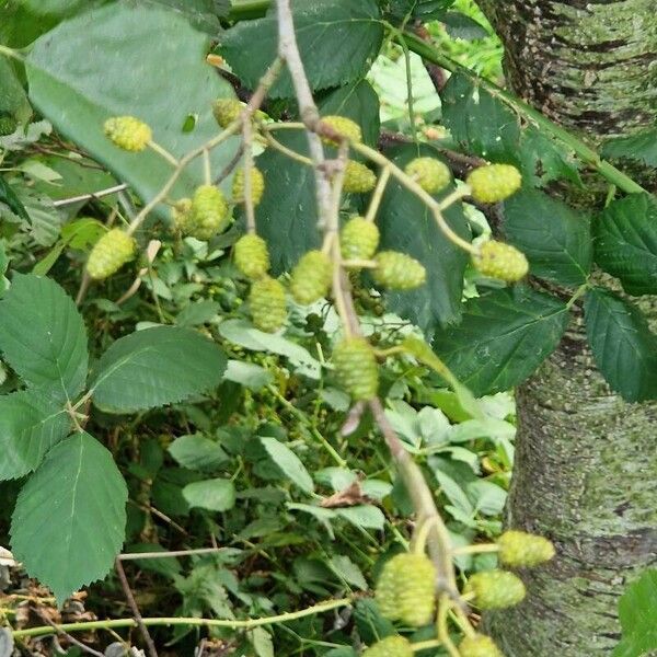 Alnus incana Tervik taim