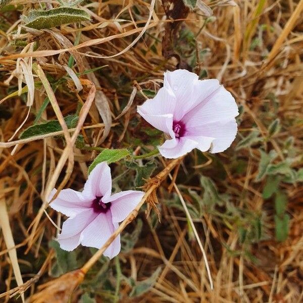 Ipomoea mombassana Fiore