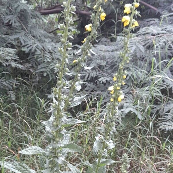 Verbascum virgatum Habit