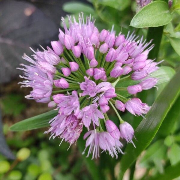 Allium angulosum Цвят